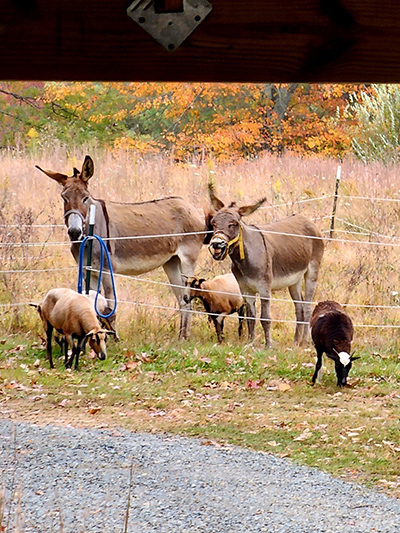 Farm Animals