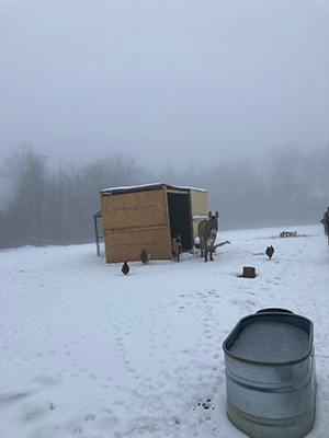 Snow on the Farm