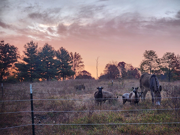 Farm Animals