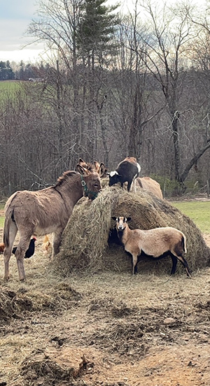 Farm Feeding