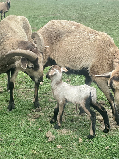 Farm Goats