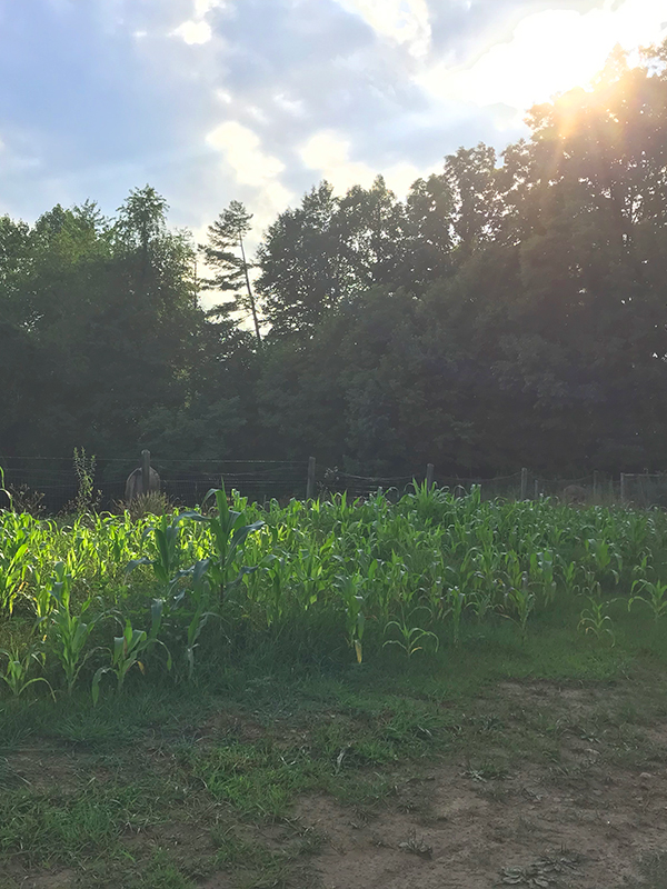 Farm Cornfield