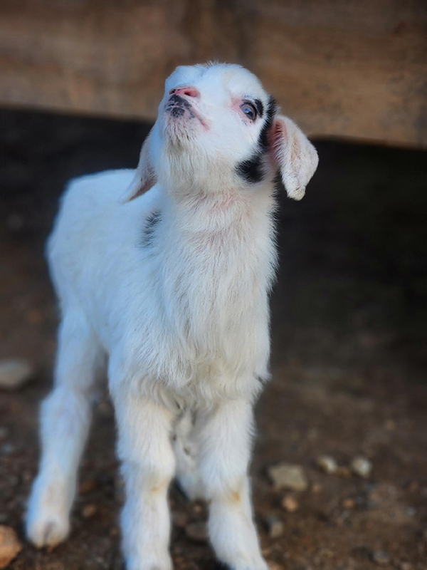 Baby Goat