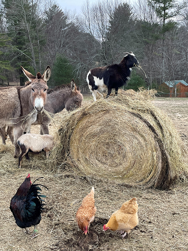 Farm Donkey and Sheep