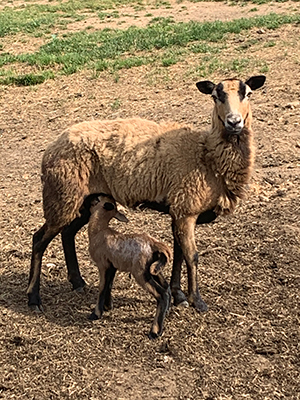 Sheep Nursing