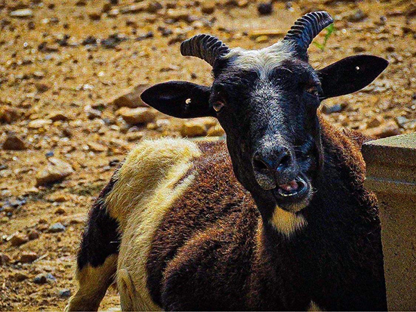 Farm Goats